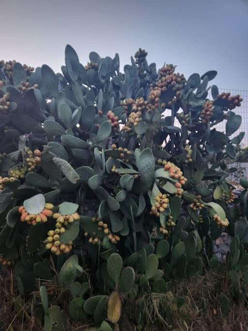 אראופוליס Terra E Pietre Εξοχική Κατοικία Με Πισίνα מראה חיצוני תמונה